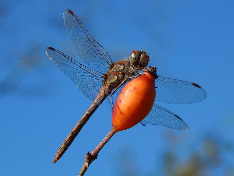 Sympetrum sp. da ID